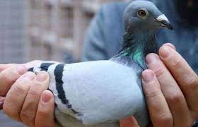 ajab-Image